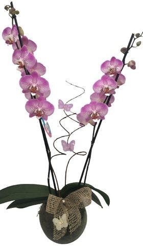 Orquídea Borboleta em Vidro. 