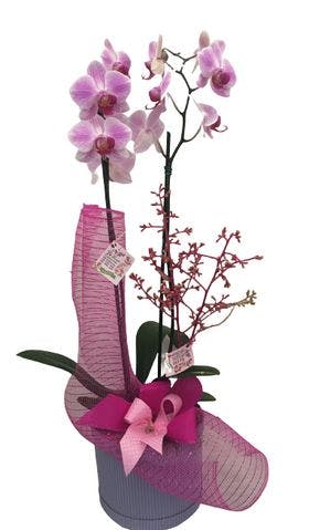 Orquídea decorada em Caixa Lilás
